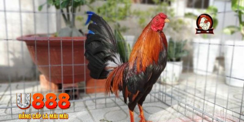 vin7774 game máy bay nổ hũ